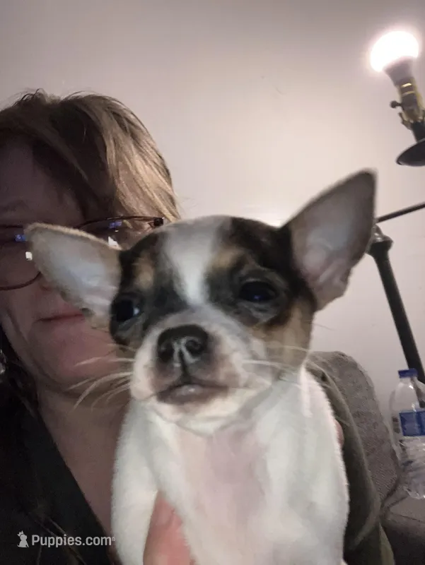 Penny – Chihuahua puppy for sale in Seymour, IN