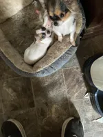 Penny, a female Chihuahua for sale in Seymour, IN – Photo 2 of 4