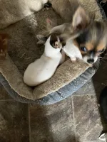 Penny, a female Chihuahua for sale in Seymour, IN – Photo 3 of 4