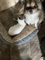 Penny, a female Chihuahua for sale in Seymour, IN – Photo 4 of 4