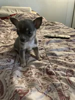Lovey, a female Chihuahua for sale in Seymour, IN – 1 of 1