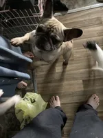 Sage, a female French Bulldog for sale in Seymour, IN – 3 of 5