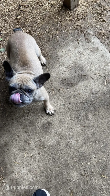 Sage – French Bulldog puppy for sale in Seymour, IN