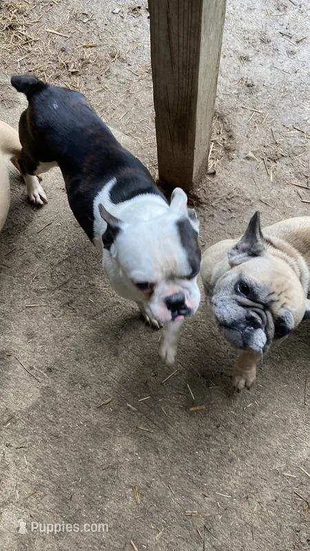 Dinky – French Bulldog puppy for sale in Seymour, IN