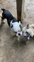 Dinky, a male French Bulldog for sale in Seymour, IN – 1 of 1