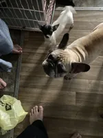 Sage, a female French Bulldog for sale in Seymour, IN – 2 of 5
