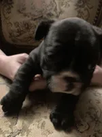 Gidget, a female French Bulldog for sale in Seymour, IN – Photo 4 of 4