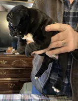 Gidget, a female French Bulldog for sale in Seymour, IN – Photo 3 of 4