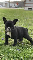 Gidget, a female French Bulldog for sale in Seymour, IN – Photo 1 of 5