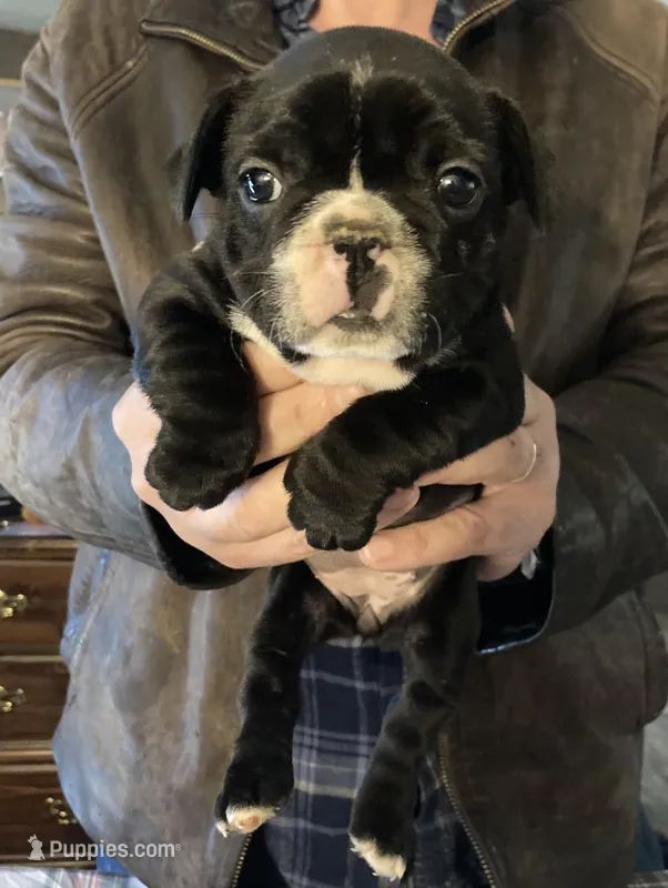 Gidget – French Bulldog puppy for sale in Seymour, IN