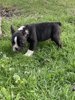 Bridget, a female French Bulldog for sale in Seymour, IN – Photo 3 of 8