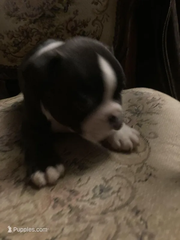 Bridget, a female French Bulldog for sale in Seymour, IN – Photo 1 of 1