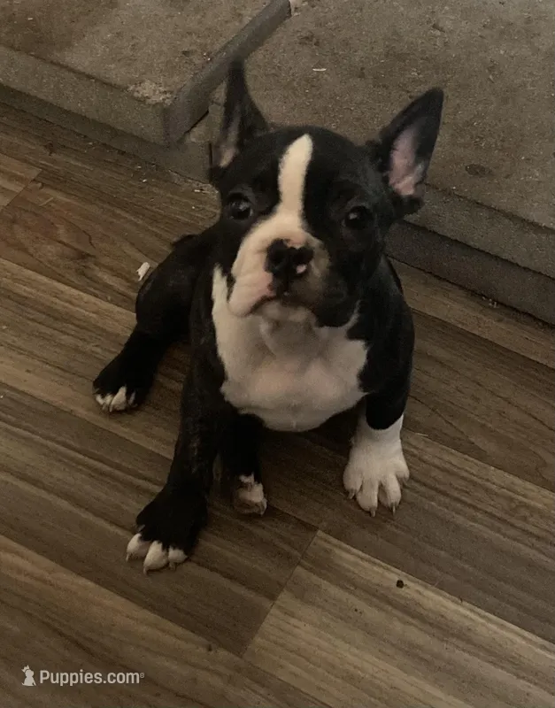 Bridget – French Bulldog puppy for sale in Seymour, IN