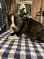 Bridget, a female French Bulldog for sale in Seymour, IN – Photo 7 of 8