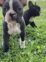 Bridget, a female French Bulldog for sale in Seymour, IN – Photo 4 of 8