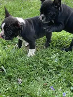 Bridget, a female French Bulldog for sale in Seymour, IN – Photo 8 of 8