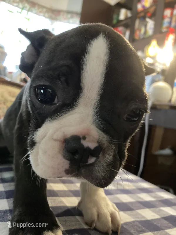 Bridget – French Bulldog puppy for sale in Seymour, IN