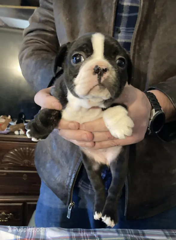 Bridget – French Bulldog puppy for sale in Seymour, IN