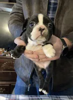 Bridget, a female French Bulldog for sale in Seymour, IN – Photo 5 of 8