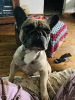 Sage, a female French Bulldog for sale in Seymour, IN – 4 of 5
