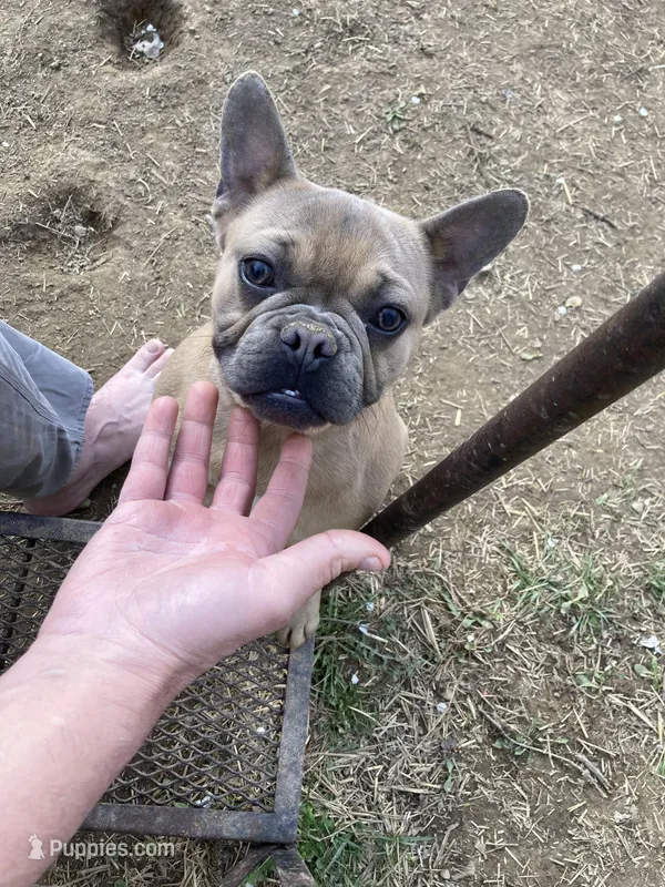 Olive – French Bulldog puppy for sale in Seymour, IN