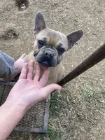 Olive, a female French Bulldog for sale in Seymour, IN – Photo 1 of 5