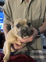 Olive, a female French Bulldog for sale in Seymour, IN – Photo 4 of 5