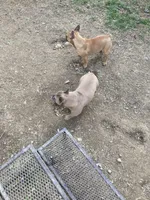 Olive, a female French Bulldog for sale in Seymour, IN – Photo 2 of 5