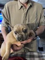 Olive, a female French Bulldog for sale in Seymour, IN – Photo 5 of 5