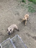 Olive, a female French Bulldog for sale in Seymour, IN – Photo 3 of 5