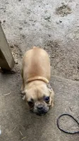 Jasmine, a female French Bulldog for sale in Seymour, IN – 2 of 2