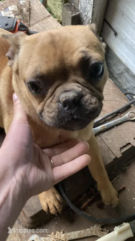 Jasmine – French Bulldog puppy for sale in Seymour, IN