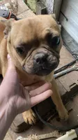 Jasmine, a female French Bulldog for sale in Seymour, IN – 1 of 2