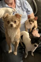 Brody, a male Chihuahua for sale in Seymour, IN – Photo 2 of 2