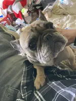 Sage, a female French Bulldog for sale in Seymour, IN – 1 of 5