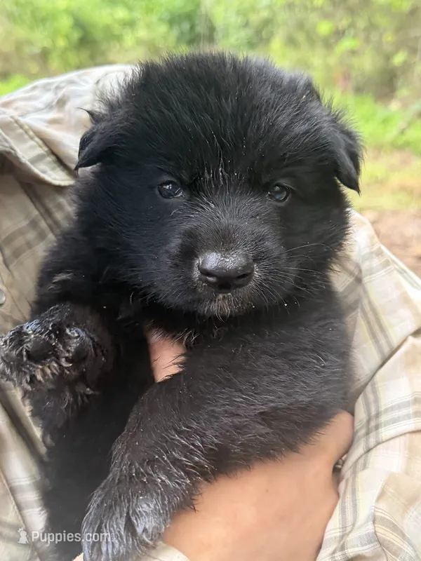 Bear junoir.     Black color  – German Shepherd Dog puppy for sale in Wilkesboro, NC