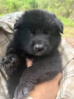 Bear junoir.     Black color , a male German Shepherd Dog for sale in Wilkesboro, NC – 1 of 4