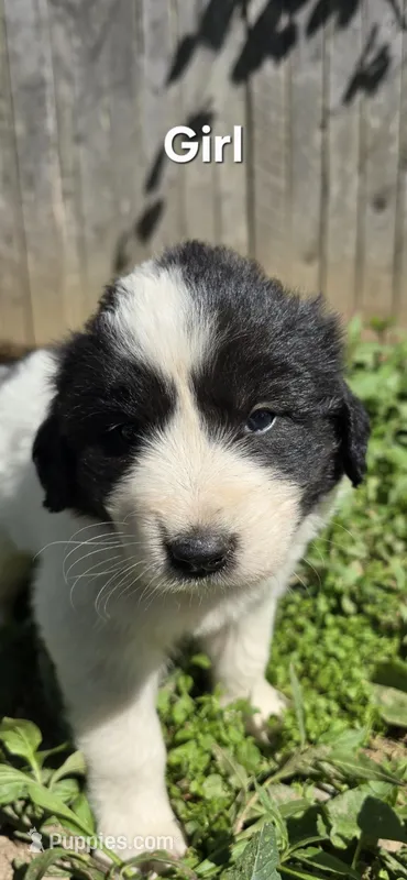 Black girl – Anatolian Shepherd Dog, Great Pyrenees puppy for sale in Wilkesboro, NC