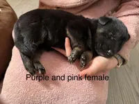 Purple and white female, a female German Shepherd Dog for sale in Wilkesboro, NC – Photo 2 of 2