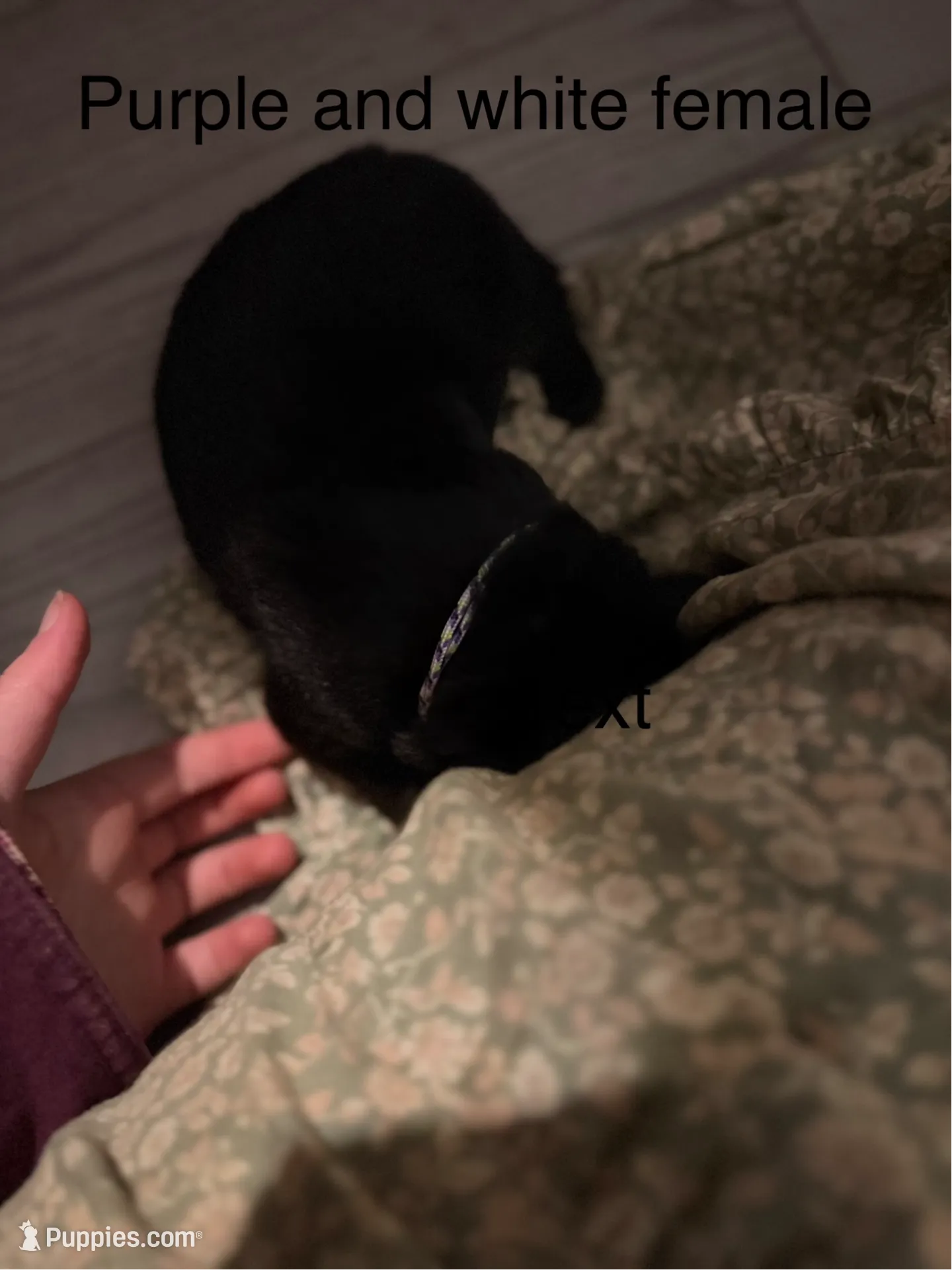 Purple and white female