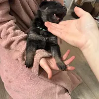 Green female, a female German Shepherd Dog for sale in Wilkesboro, NC – Photo 2 of 3