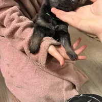 Green female, a female German Shepherd Dog for sale in Wilkesboro, NC – Photo 3 of 3