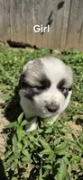 Male , a male Anatolian Shepherd Dog and Great Pyrenees for sale in Wilkesboro, NC – 1 of 1