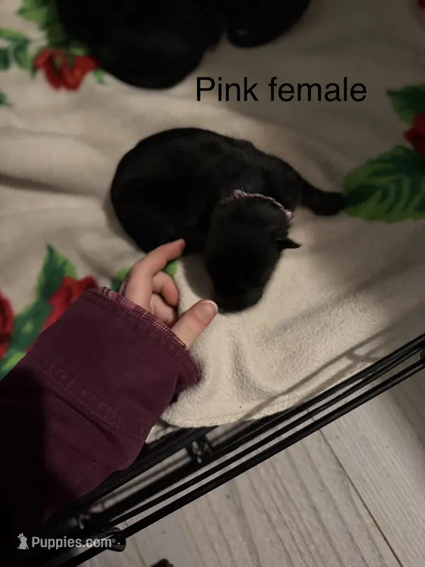 Pink female