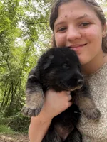 Grey male , a male German Shepherd Dog for sale in Wilkesboro, NC – 2 of 9