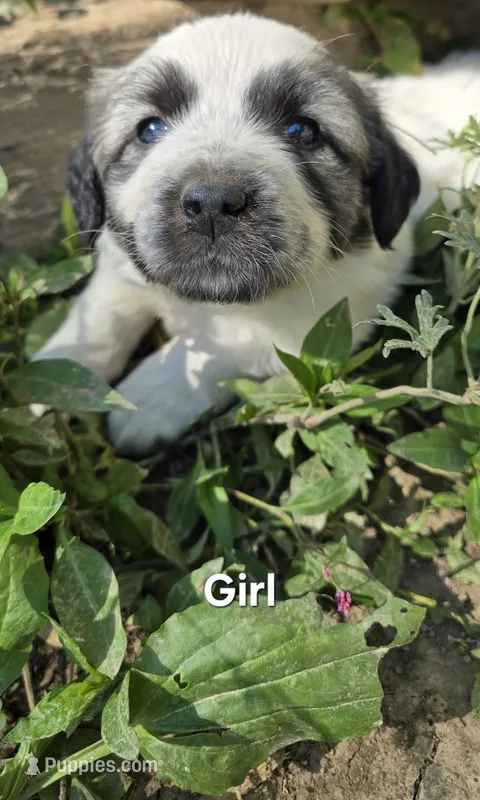 Girl – Anatolian Shepherd Dog, Great Pyrenees puppy for sale in Wilkesboro, NC