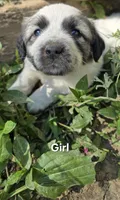 Girl, a female Anatolian Shepherd Dog and Great Pyrenees for sale in Wilkesboro, NC – 1 of 1