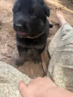 Grey male , a male German Shepherd Dog for sale in Wilkesboro, NC – 3 of 9