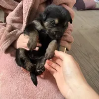 Black male, a male German Shepherd Dog for sale in Wilkesboro, NC – Photo 2 of 2