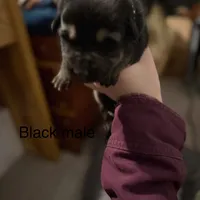 Black male, a male German Shepherd Dog for sale in Wilkesboro, NC – Photo 1 of 2